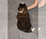 Small #31 Saint Bernard