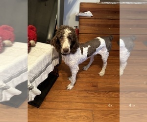 Father of the Goldendoodle-Poodle (Standard) Mix puppies born on 05/12/2025