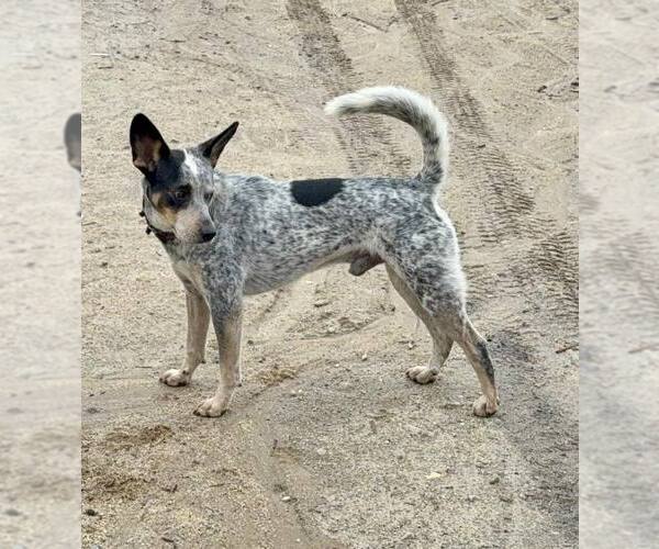 Medium Photo #2 Mutt Puppy For Sale in Paso Robles, CA, USA