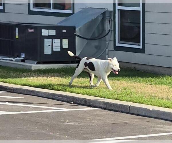 Medium Photo #1 American Staffordshire Terrier-Unknown Mix Puppy For Sale in San Antonio, TX, USA