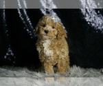 Small #2 Maltipoo (Miniature)