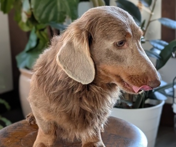Medium Photo #1 Dachshund Puppy For Sale in GOSHEN, IN, USA