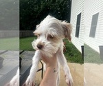 Small Yorkshire Terrier