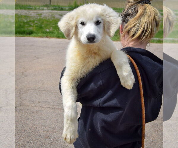 Medium Photo #5 Great Pyrenees Puppy For Sale in Huntley, IL, USA