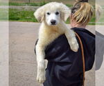 Small #4 Great Pyrenees