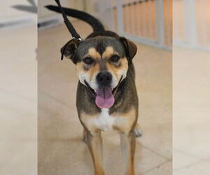 Mutt Dogs for adoption in Enfield, CT, USA