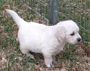Golden Retriever Puppy for sale in ALLEYTON, TX, USA