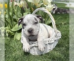Small #1 American Bulldog