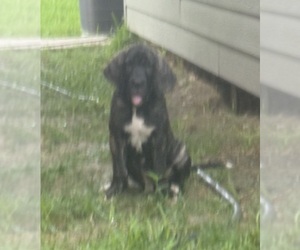 Fila Brasileiro Puppy for sale in ROSHARON, TX, USA