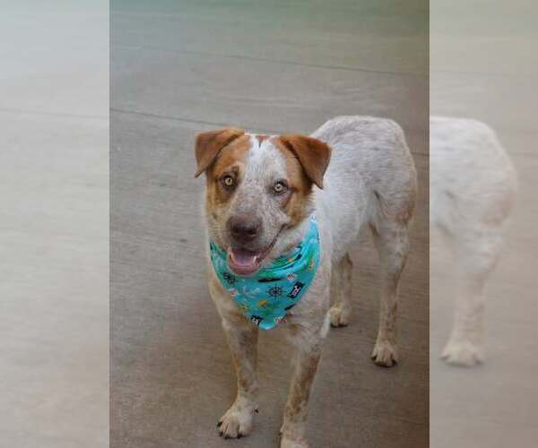 Medium Photo #2 Mutt Puppy For Sale in McKinney, TX, USA