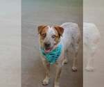 Small #1 Mutt