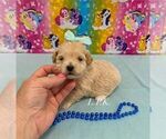 Small Maltipoo