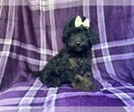Small #6 Cavapoo