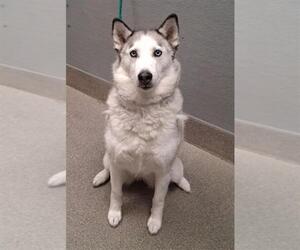 Siberian Husky-Unknown Mix Dogs for adoption in Las Vegas, NV, USA