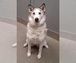 Small Siberian Husky Mix