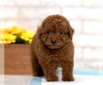 Small Photo #5 Poodle (Toy) Puppy For Sale in SEATTLE, WA, USA