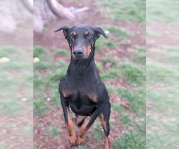 Medium Photo #5 Doberman Pinscher Puppy For Sale in Sandy, UT, USA