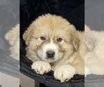 Small #3 Great Pyrenees