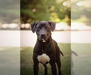 Great Dane-Unknown Mix Dogs for adoption in Belleville, IL, USA