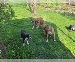Boxer Puppy for sale in GLENWOOD, IN, USA