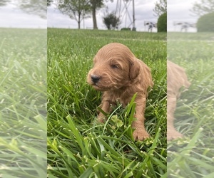 Goldendoodle (Miniature) Puppy for sale in ARCOLA, IL, USA