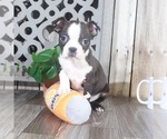 Small Photo #1 Boston Terrier Puppy For Sale in MOUNT VERNON, OH, USA