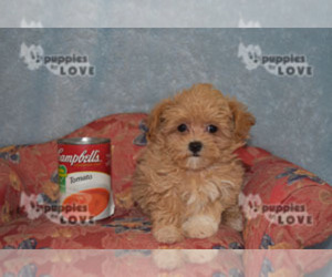 Mal-Shi Puppy for sale in SANGER, TX, USA