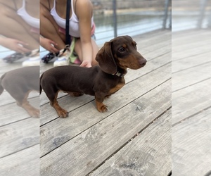 Dachshund Puppy for sale in ROGERS, AR, USA