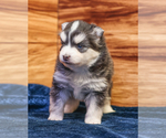 Small #11 Pomsky
