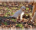 Small Photo #20 Goldendoodle Puppy For Sale in ATHENS, GA, USA