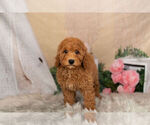 Small Photo #2 Goldendoodle-Poodle (Miniature) Mix Puppy For Sale in WARSAW, IN, USA