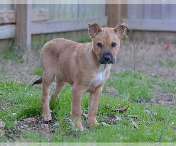 Medium Photo #6 Mutt Puppy For Sale in Jackson, MS, USA