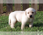 Small Photo #10 Labrador Retriever Puppy For Sale in ALL HEALING SPRINGS, NC, USA
