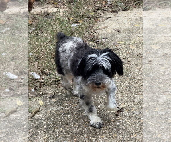 Medium Photo #3 Miniature Schnauzer-Unknown Mix Puppy For Sale in Oakhurst, NJ, USA
