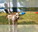Small #15 Labrador Retriever Mix