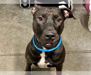 American Staffordshire Terrier-Unknown Mix Dogs for adoption in Tavares, FL, USA