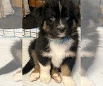 Small Photo #18 Australian Shepherd Puppy For Sale in MERCER, WI, USA
