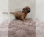 Small #8 Chiweenie-Jack Russell Terrier Mix