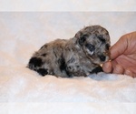 Small #10 Poodle (Toy)
