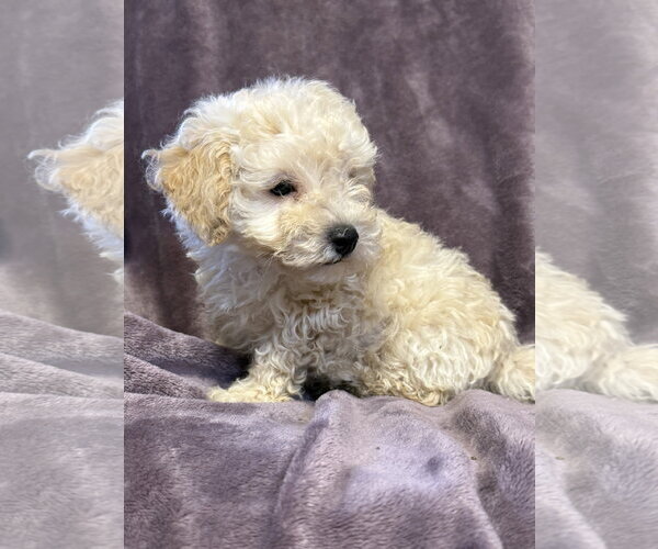 Medium Photo #3 Poodle (Miniature)-Unknown Mix Puppy For Sale in Pacolet, SC, USA