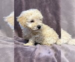 Small #2 Poodle (Miniature) Mix
