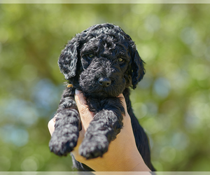 Golden Mountain Doodle  Puppy for sale in PALM BAY, FL, USA