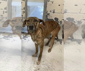 Plott Hound-Unknown Mix Dogs for adoption in New Orleans, LA, USA