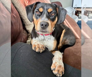 Roy - Male Mutt Dog for Adoption - Photo #16