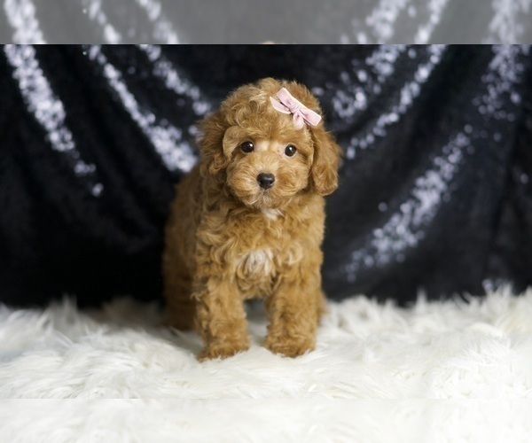 Medium Photo #3 Poodle (Toy) Puppy For Sale in WARSAW, IN, USA