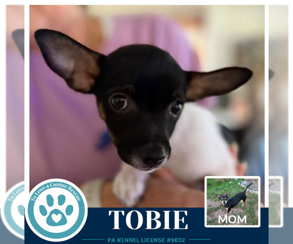 Medium Photo #2 Chiweenie Puppy For Sale in Kimberton, PA, USA