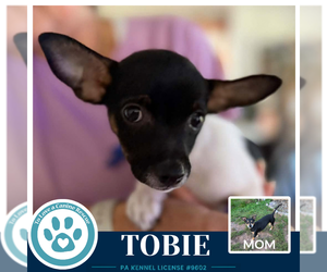 Tobie (Scooters Skittles) 100326 - Male Chiweenie Dog for Adoption - Photo #2