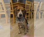 Small Photo #2 Beagle-Unknown Mix Puppy For Sale in Westwood, NJ, USA