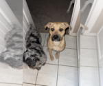 Small #1 Boxer-Bull Terrier Mix