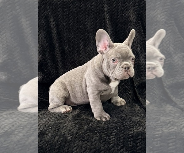 Medium Photo #40 French Bulldog Puppy For Sale in FOUNTAIN CITY, IN, USA